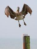 Pelican Taking Flight_32504